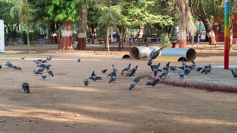 Steady-shot-of-pigeons-eating-seeds-in-a-park,-with-grass-and-trees-in-the-background