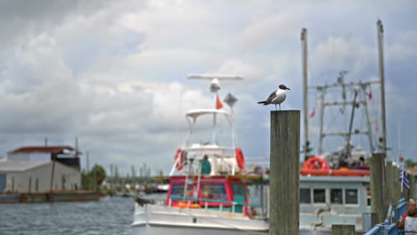 Vogel-Sitzt-Auf-Einem-Pier-Dock-Post-Mit-Booten-Im-Hintergrund