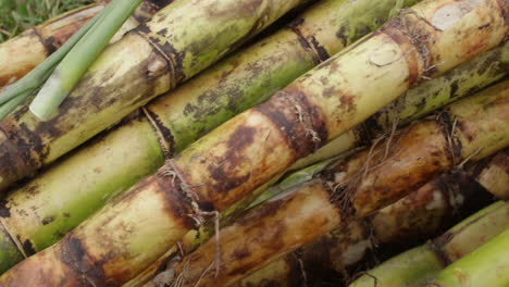 Freshly-harvested-sugar-cane-stalks-bundled-together-in-an-outdoor-setting