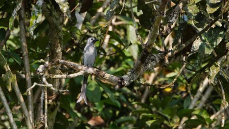 Flipping-its-tail-as-it-is-looking-around-from-its-perch,-the-Ashy-Drongo-Dicrurus-leucophaeus-is-on-a-branch-of-a-tree-in-a-national-park-in-Thailand