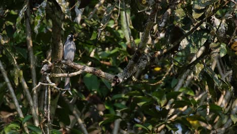 Perching-on-a-tiny-branch-while-looking-around,-the-Ashy-Drongo-Dicrurus-leucophaeus-flies-towards-the-right-side-of-the-frame