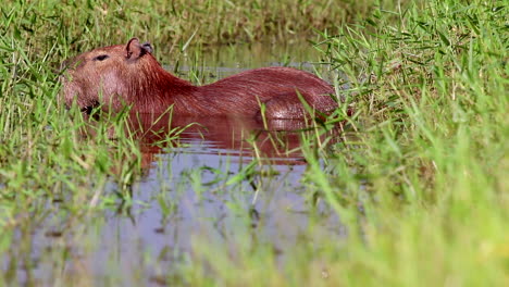 Capybara-in-marsh-river-edge-in-the-rain-in-tropical-Bolivia