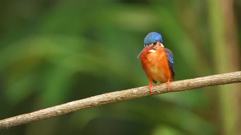 Ein-Wunderschöner-Kleiner-Vogel-Namens-Blauohr-Eisvogel-Beäugte-Einen-Fisch,-Glitt-Dann-Hinunter-Und-Kehrte-Mit-Seiner-Beute-Zurück