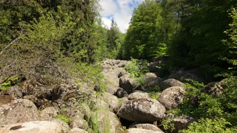 Aufnahmen-Eines-Steinflusses,-Umgeben-Von-üppigem-Grünen-Wald,-An-Einem-Sonnigen-Tag