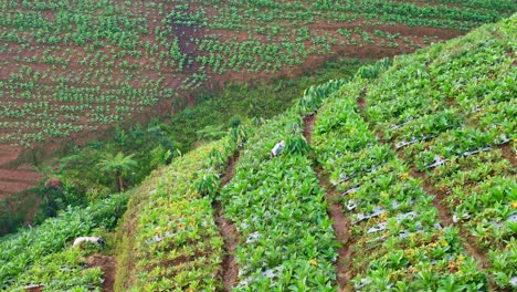 Drohnenansicht-Der-Gartenarbeit-Auf-Der-Plantage