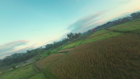 Farmland-textures,-crop-growth-hydration,-Indonesian-agriculture,-FPV