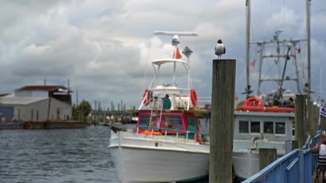 Bird-sitting-on-a-pier-dock-post-with-additional-birds-flying-past-in-the-background