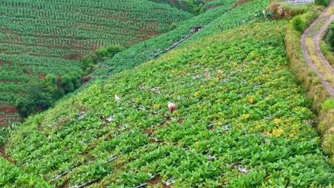 Drone-view-of-farmer-is-working-on-the-plantation