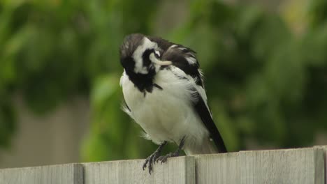 Mudlark-Bird-On-Fence-Grooming-Its-Feathers-Australia-Maffra-Gippsland-Victoria-Daytime