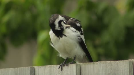 Mudlark-Vogel-Auf-Zaun-Pflegt-Seine-Federn-Australien-Maffra-Gippsland-Victoria-Tagsüber