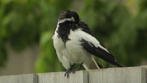 Mudlark-Bird-On-Fence-Grooming-Its-Feathers-Australia-Maffra-Gippsland-Victoria-Daytime-Close-Up