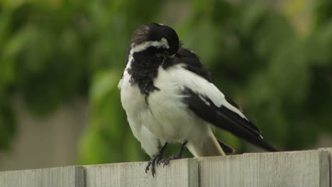 Mudlark-Vogel-Auf-Zaun-Pflegt-Seine-Federn-Australien-Maffra-Gippsland-Victoria-Tagsüber-Nahaufnahme