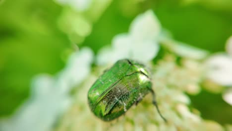 Grüner-Rosenkäfer-Cetonia-Aurata,-Makroaufnahme-Insekten