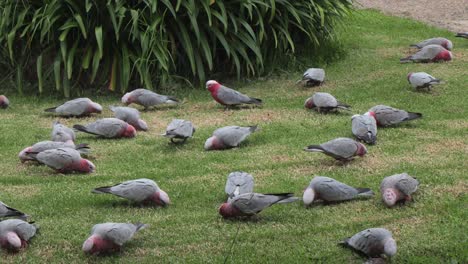 Muchos-Pájaros-Galah-Comiendo-En-El-Jardín-Australia-Maffra-Gippsland-Victoria