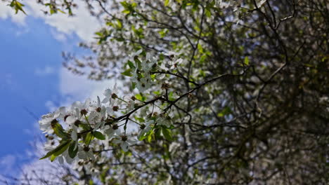White-flower-blossoms-with-green-leaves-dangle-off-of-branched-tree