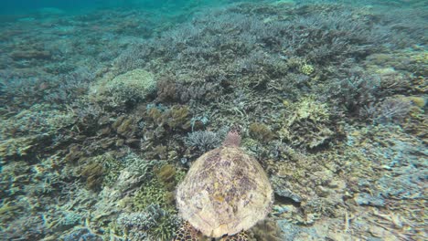 Die-Kamera-Folgt-Einer-Karettschildkröte,-Die-über-Einem-Korallenriff-Im-Klaren-Blauen-Wasser-Des-Great-Barrier-Reef-In-Australien-Schwimmt