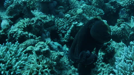 Pulpo-Por-El-Arrecife-De-Coral-Del-Mar-Rojo-De-Egipto