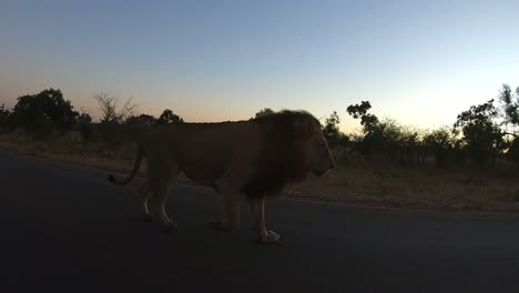 Un-León-Macho-Adulto-Patrulla-Su-Territorio-En-El-Parque-Nacional-Kruger-Al-Amanecer