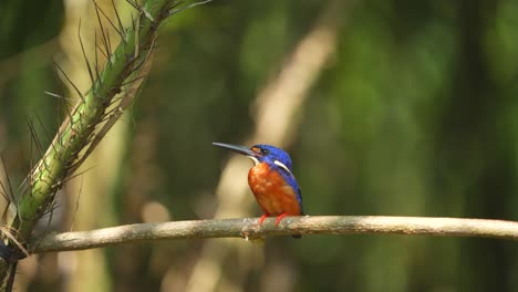 beautiful-little-Blue-eared-kingfisher-bird-relaxing-under-the-bright-sunlight