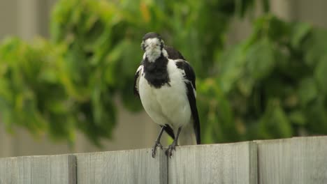 Mudlark-Bird-Moving-On-Fence-Grooming-Itself-Australia-Maffra-Gippsland-Victoria-Daytime