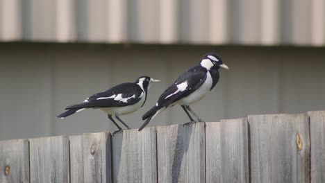 Magpie-lark-Mudlark-Birds-On-Fence-Then-Jump-Off-Slow-Motion-Australia-Maffra-Gippsland-Victoria