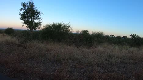 A-male-lion-with-dark-mane-passing-extremely-close-when-he-patrols-his-territory