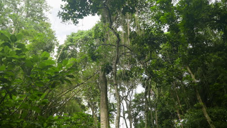 Looking-Up-At-Trees-In-Dense-Green-Jungle-Of-Ubud-Monkey-Forest-In-Bali,-Indonesia