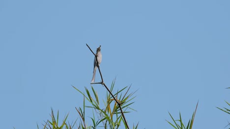 Looking-up-and-down-from-its-perch,-an-Ashy-Drongo-Dicrurus-leucophaeus-is-top-of-a-tiny-bamboo-twig