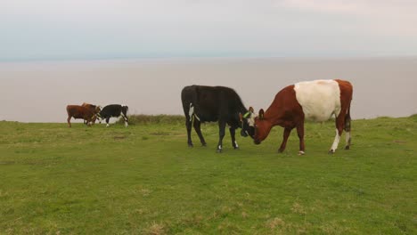 Cows-feeding-near-a-cliff-with-the-sea-in-the-background