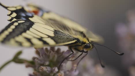 Makroaufnahme-Eines-Frisch-Geschlüpften-Schwalbenschwanz-Schmetterlings-Auf-Lavendel