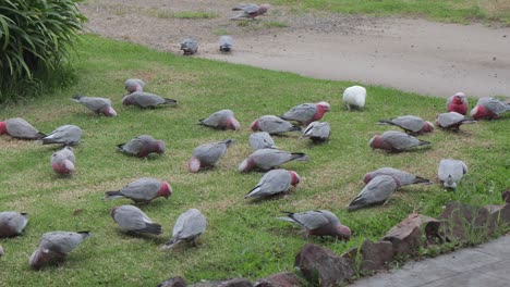 Viele-Rosakakadus-Und-Ein-Nymphensittich-Fressen-Im-Garten-Australien-Maffra-Gippsland-Victoria