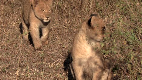 Löwenjunges-Kommt-Näher,-Um-Sich-Mit-Seinem-Bruder-Im-Busch-Hinzusetzen