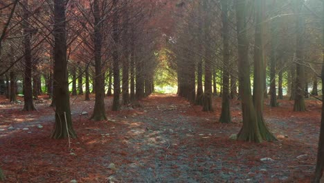 Low-flyover-capturing-a-tranquil-forest-path-lined-with-Bald-Cypress-trees,-under-a-natural-canopy-of-bare-branches,-with-dappled-sunlight-filtering-through-the-deciduous-conifer-forests,-aerial-shot