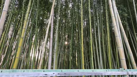 Arashiyama-Bamboo-Forest-In-Kyoto,-Japan---POV