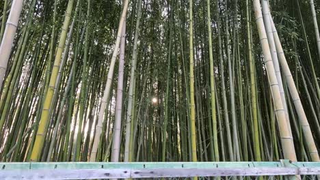 Bosque-De-Bambú-De-Arashiyama-En-Kyoto,-Japón---Pov