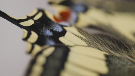 Macro-shot-of-a-newly-hatched-swallowtail-butterfly-on-lavender