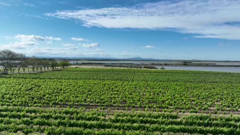 Vineyards-near-the-Maguelone-Cathedral-in-southern-France,-Aerial-flyover-shot