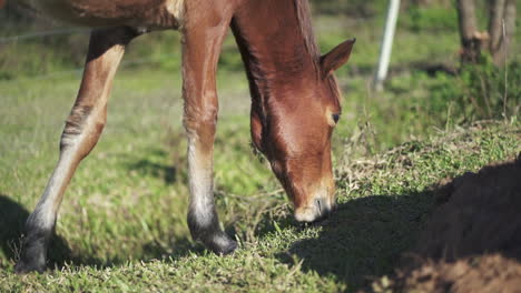 Detailed-closeup-of-young-foal-grazing-on-grass-as-it-steps-forward-waving-its-ears-in-slow-motion