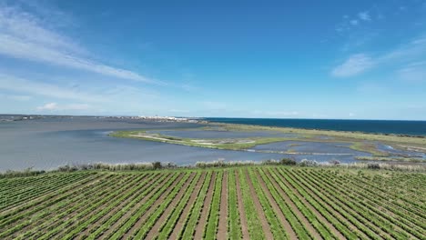 Viñedos-En-Maguelone-Francia-Con-La-Ciudad-Costera-De-Palavas-En-La-Distancia,-Tiro-Aéreo-Elevado