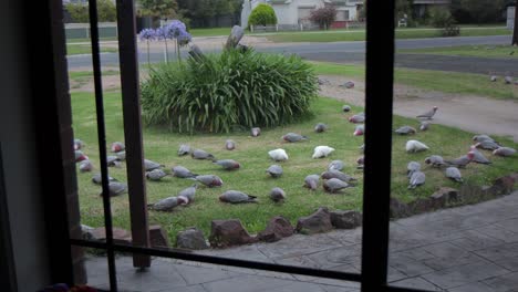 Viele-Rosakakadus-Im-Garten-Blick-Vom-Haus-Australien-Maffra-Gippsland-Victoria