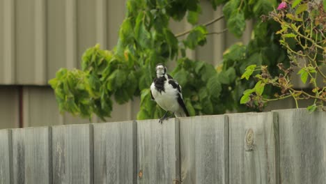 Mudlark-Bird-On-Fence-Grooming-Itself-Australia-Maffra-Gippsland-Victoria-Daytime-Medium-Shot