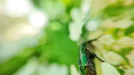 El-Chafer-De-Cobre-Verde-Se-Alimenta-De-Flores.