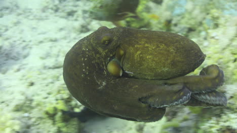 Octopus-by-the-Coral-Reef-of-The-Red-Sea-of-Egypt