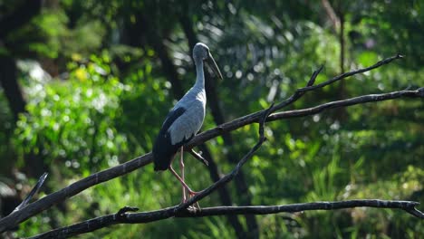 Standing-on-one-leg-on-the-bare-branches-of-a-tree,-an-Asian-Openbill-Anastomus-oscitans,-is-looking-around-from-its-perch-located-in-a-mangrove-forest-in-Thailand