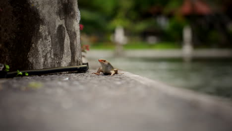 Balinese-Skink-lizard-crawls-into-focus-on-concrete-ground-below-bench-looking-up