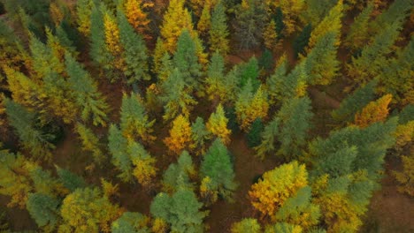 Saastal-Saas-Fee-Switzerland-aerial-drone-Larch-forest-leaves-falling-to-ground-birdseye-view-beautiful-Fall-Autumn-Swiss-Alps-mountain-peaks-glacier-valley-Zermatt-The-Matterhorn-right-motion