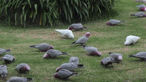 Zwei-Corella-Vögel-Mit-Vielen-Rosakakadus-Im-Garten-Australien-Maffra-Gippsland-Victoria