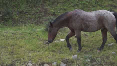 Mottled-grey-brown-horse-walks-in-slow-motion-at-base-of-grassy-hill,-tracking