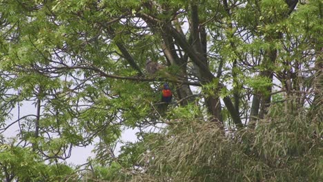 Lori-Arcoiris-Y-Paloma-Posado-En-Un-árbol-Australia-Maffra-Gippsland-Victoria