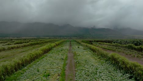 Tierras-De-Cultivo-Del-Oeste-De-Maui,-Agricultura,-Plantación